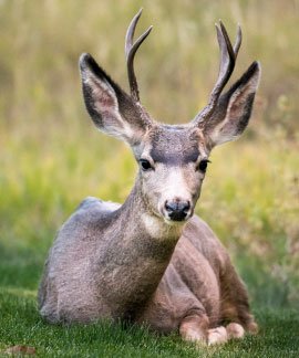 Musk Deer Park
